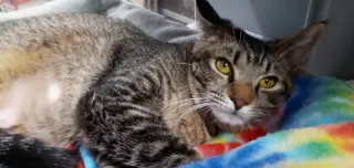 Cheyenne