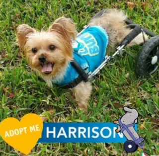 Harrison on Wheels
