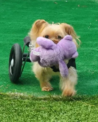 Harrison on Wheels