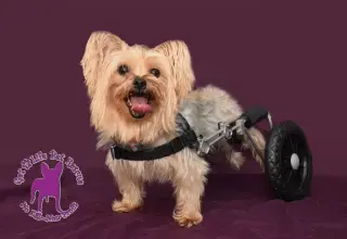 Harrison on Wheels