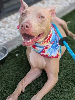 Muffin: Sweet Treats Litter