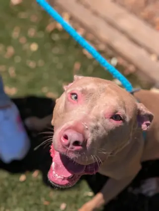 Muffin: Sweet Treats Litter