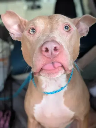 Muffin: Sweet Treats Litter