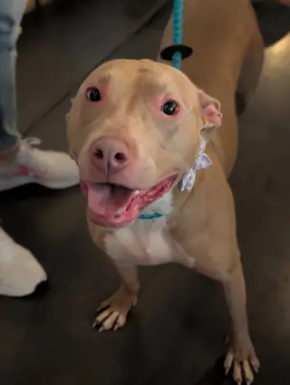 Muffin: Sweet Treats Litter