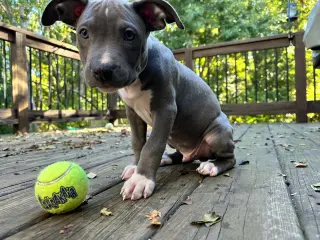 Nash