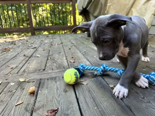 Nash