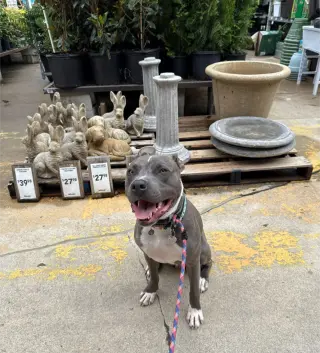 Nash