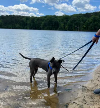 Nash