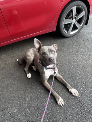 Nash