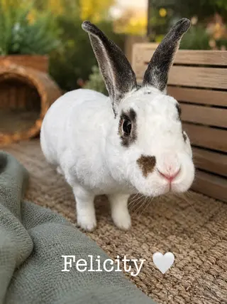 Felicity