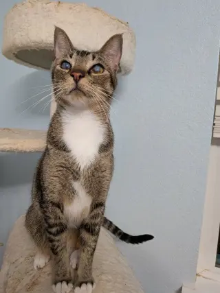 Blinkin