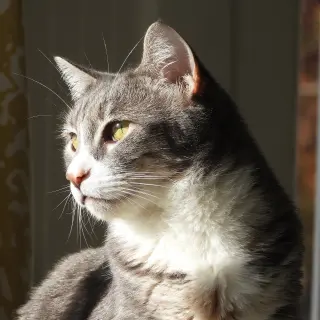 Cleo