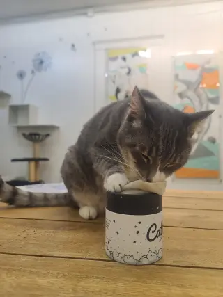 Cleo