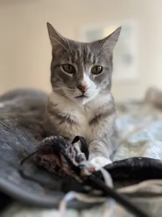 Cleo
