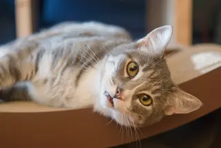 Cleo