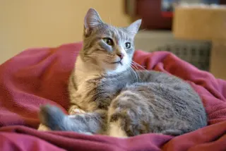 Cleo