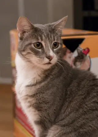 Cleo