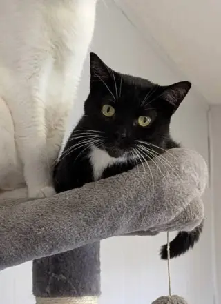 Samantha