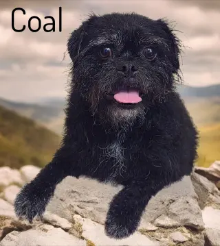 Coal
