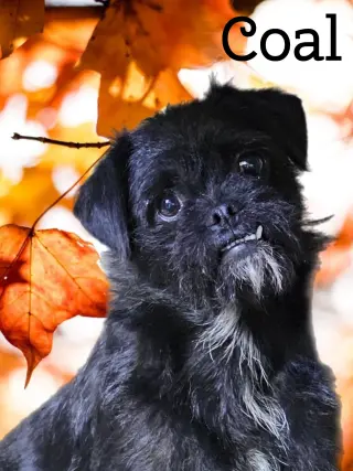 Coal