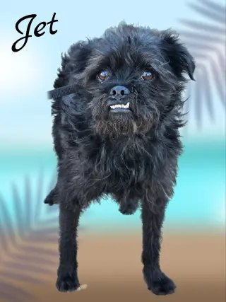Jet