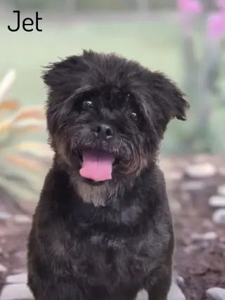 Jet
