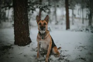 Gustaf