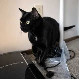 Bambino