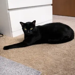 Bambino
