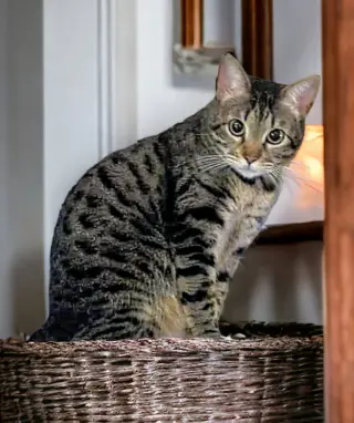 Little Bit (Bobtail)