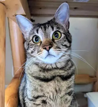 Little Bit (Bobtail)