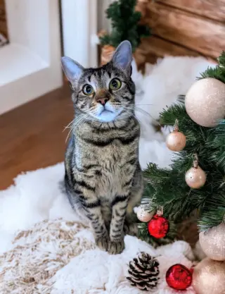 Little Bit (Bobtail)