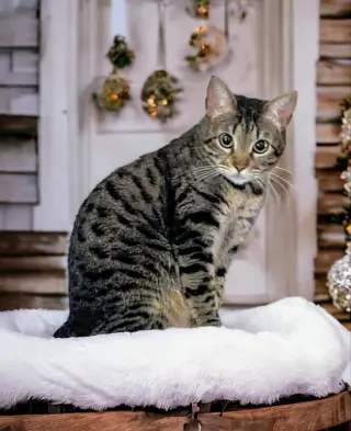 Little Bit (Bobtail)