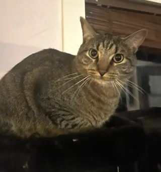 Fergus S.