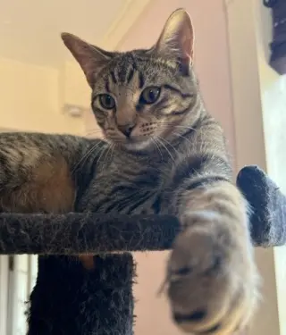Fergus S.