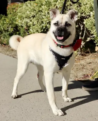 Pippa