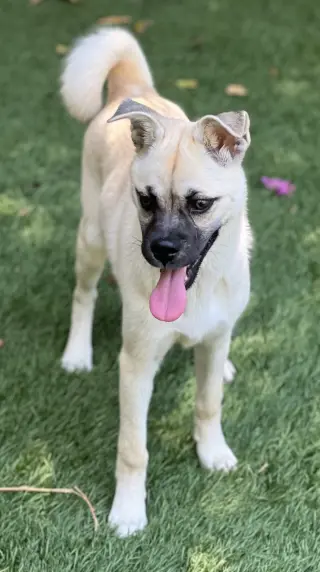 Pippa