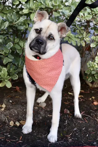 Pippa