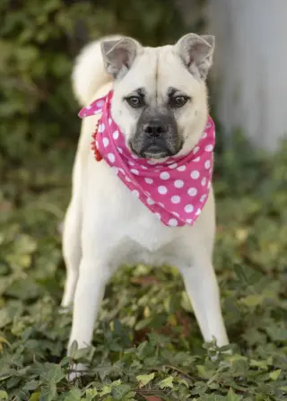 Pippa