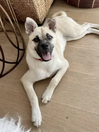 Pippa