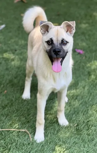 Pippa