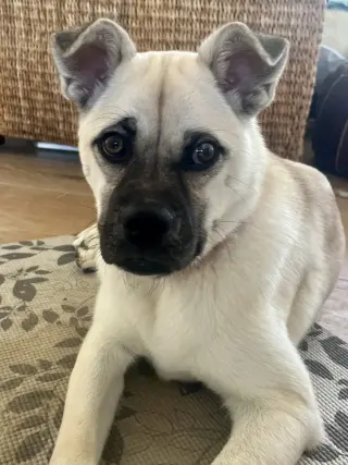 Pippa