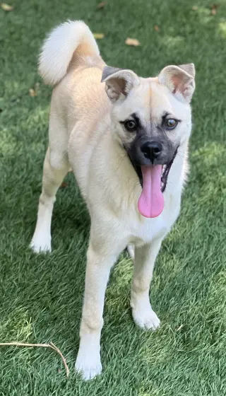 Pippa