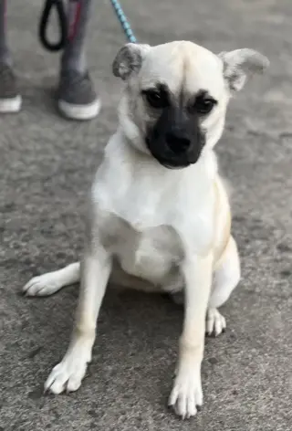 Pippa