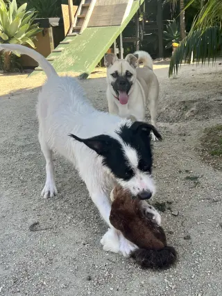 Pippa