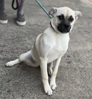 Pippa