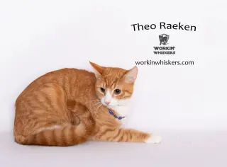 THEO RAEKEN
