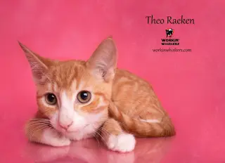 THEO RAEKEN