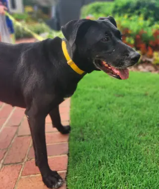 Sadie