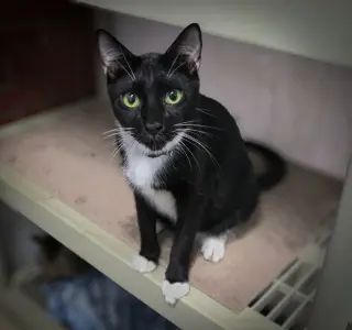 Sawyer